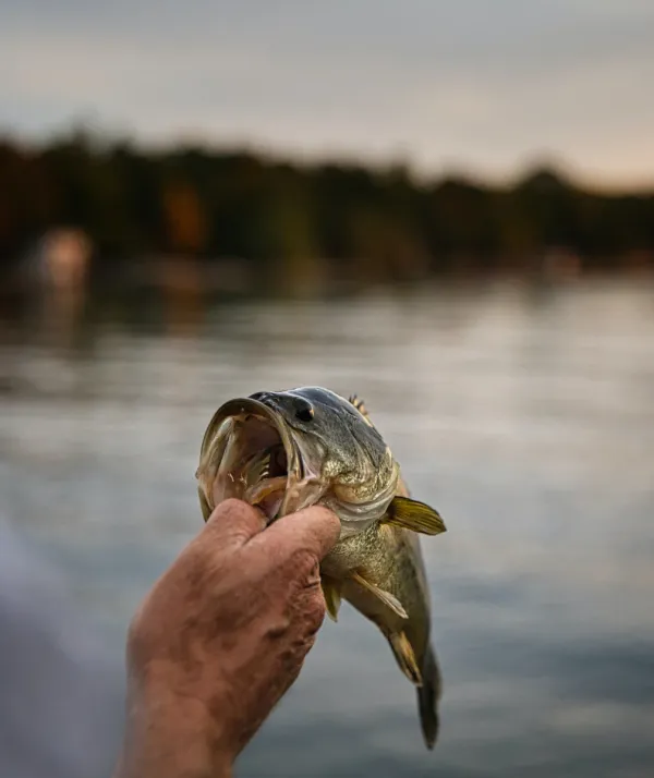 The 5 Best Bass Fishing Rods on the Market